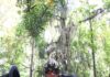 Este viernes presentan «Pewén, el árbol que viajó», en Palacio Municipal