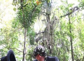 Este viernes presentan «Pewén, el árbol que viajó», en Palacio Municipal